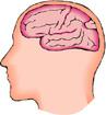 brain